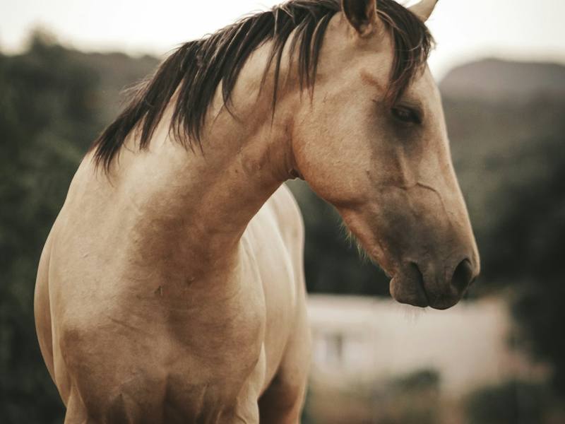 A buckskin horse in a pasture
