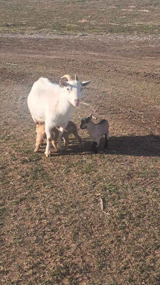 Totes, a Nigerian Dwarf goat